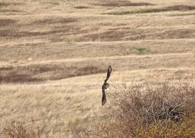 grande gufo cornuto che prende il volo dal nido nel saskatchewan foto