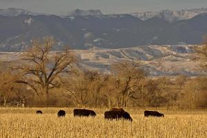 bestiame al pascolo al tramonto wyoming foto