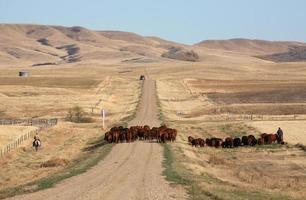 guida di bestiame nel pittoresco saskatchewan foto