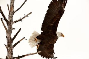 aquila calva che prende il volo dall'albero foto