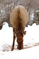 alci in inverno canada foto