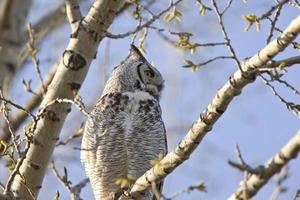 grande gufo cornuto saskatchewan foto