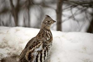 gallo cedrone in inverno foto