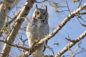 grande gufo cornuto saskatchewan foto