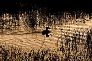 sillouette di anatra nel tramonto dello stagno saskatchewan canada foto