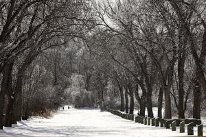 strada innevata nel parco di wakamow nella mascella dell'alce foto