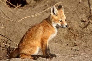 cucciolo di volpe rossa vicino alla sua tana foto