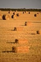 balle di paglia in un campo del saskatchewan foto