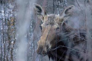 alce in inverno foto