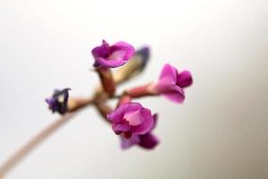 fiori di campo viola nel saskatchewan foto