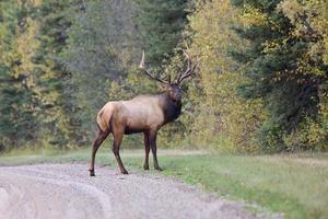 toro alce saskatchewan canada foto