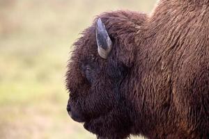 primo piano bisonte bufalo canada foto