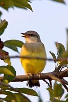 baby western kingbird saskatchewan foto