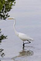 grande airone bianco che guada nelle acque della Florida foto