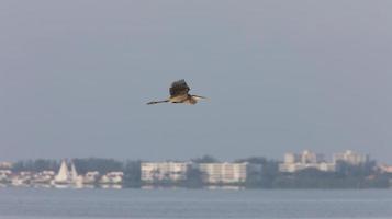 grande airone blu che sorvola le acque della Florida foto