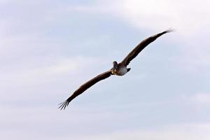 pellicano bruno che sorvola la florida foto