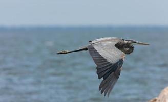 airone azzurro maggiore in volo lungo la costa della Florida foto