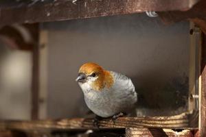 crossbill dalle ali bianche in inverno foto