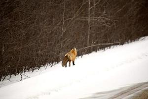 volpe rossa in inverno foto