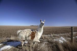 un lama in un pascolo del saskatchewan foto