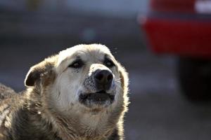 un vecchio cane da discarica foto