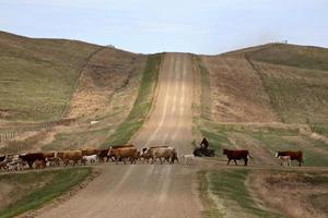 guidare il bestiame a nuovi pascoli nel saskatchewan foto