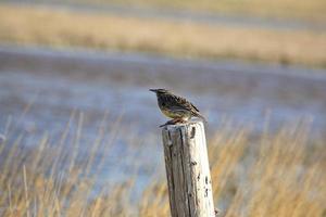 allodola occidentale appollaiata su un palo di recinzione nel saskatchewan foto