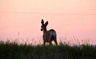 maschio di cervo mulo yearling in un campo del saskatchewan foto