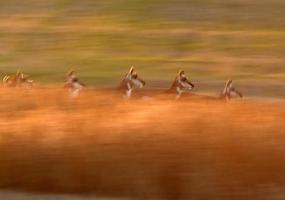 antilope pronghorn che corre attraverso il campo del saskatchewan foto