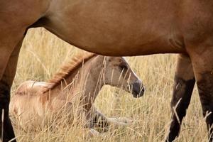 puledro e cavalla in un pascolo del saskatchewan foto