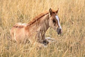 puledro che riposa in un pascolo del saskatchewan foto