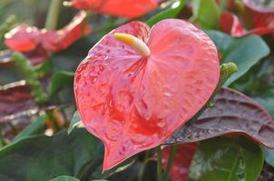 fiore di anthurium rosso foto