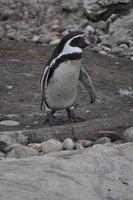pinguino uccello animale foto