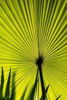 bellissimi modelli ipnotici di grande foglia di palma verde alla luce del sole, immagine verticale foto