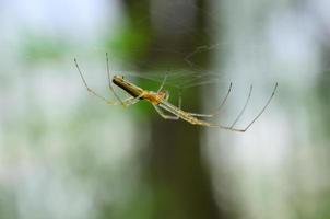 ragno delicato nella foresta foto