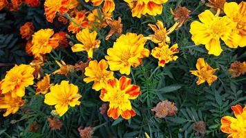 tagetes erecta, la calendula azteca, la calendula messicana, la calendula grande, il fiore che sboccia primaverile foto