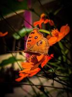farfalla seduta sul fiore, messa a fuoco selettiva. foto di alta qualità