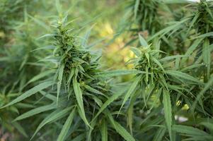 la marijuana lascia le piante di cannabis sullo sfondo foto