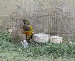 pappagallo multicolore in una gabbia foto