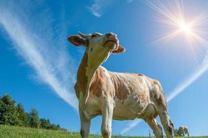 mucca al pascolo in libertà foto