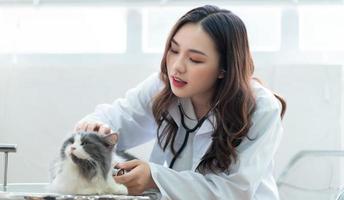 veterinario femminile asiatico che esamina le condizioni mediche di un gatto foto
