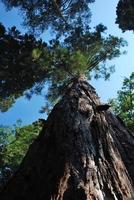 corona alta dell'albero di sequoia con cielo blu foto