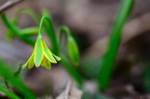 piccolo fiore giallo in primavera foto