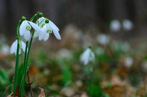 grandi bucaneve freschi foto