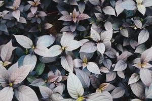 sfondo di foglie viola della pianta di alternanthera. layout creativo fatto di foglie viola. concetto di natura foto