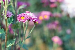 crisantemi viola dolci che fioriscono in giardino foto