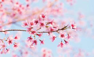 fiori di ciliegio sakura primaverile. messa a fuoco superficiale. cielo soleggiato tonico