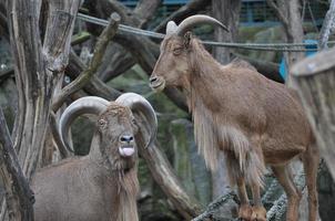 animale mammifero di capra foto