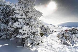 pino innevato nella stazione sciistica della sierra nevada foto