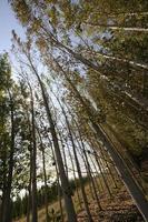 foresta di pioppi a fuente vaqueros, granada, andalusia, spagna foto